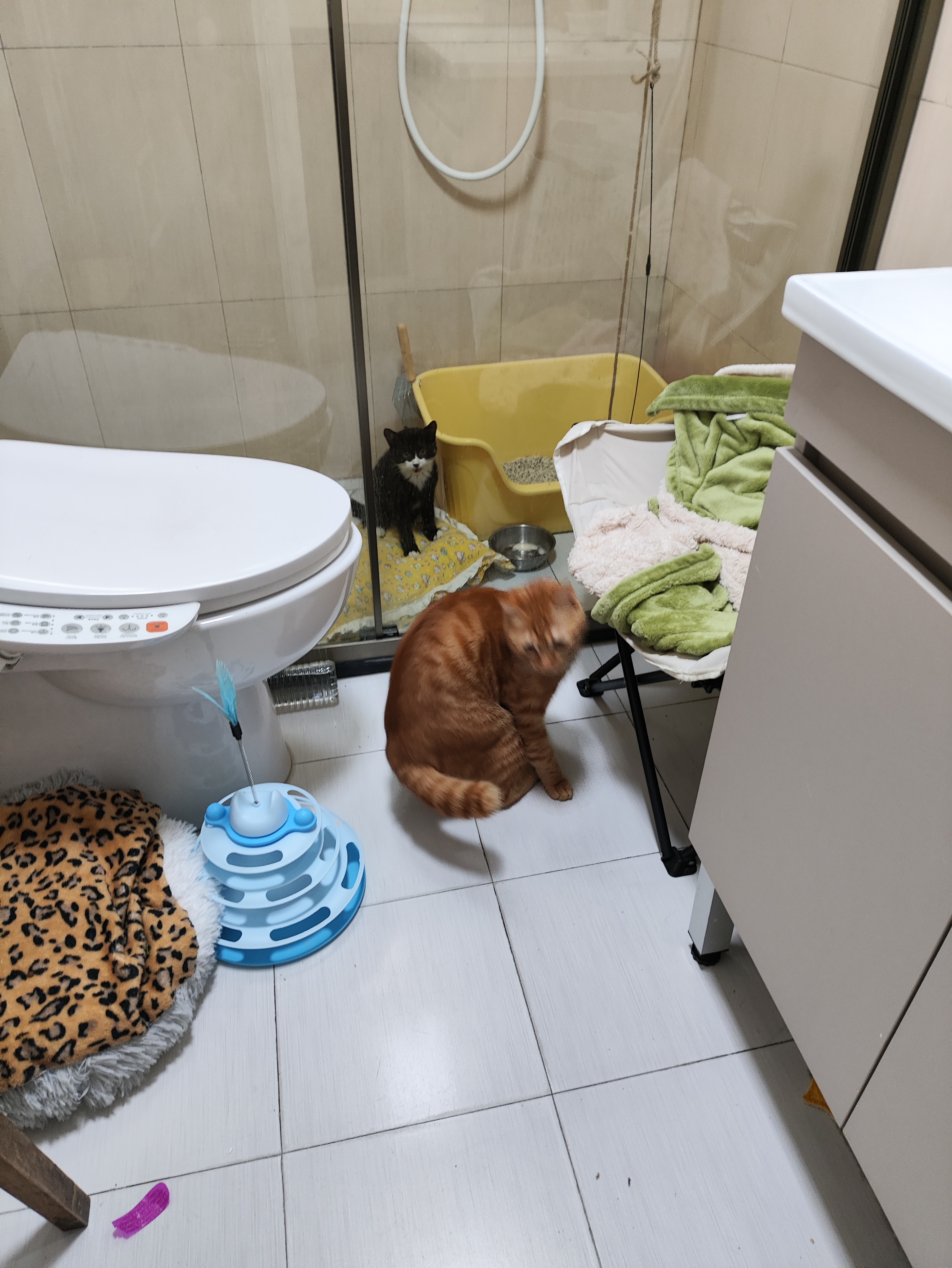 素力高（SolidGold）猫粮金素鸡 成猫幼猫进口高蛋白3磅/1.36kg【试吃装】 实拍图