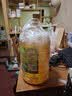 金龙鱼 食用油 非转基因 物理压榨玉米油6.18L（蕴含植物甾醇） 实拍图