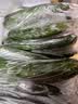 京鲜生 山东水果黄瓜 净重3斤 单果70g+ 青瓜荷兰瓜 源头直发 实拍图