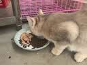 弗列加特FPMR生骨肉猫主食罐 成幼猫湿粮猫罐头 混合味45g*8罐 实拍图