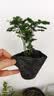 文竹盆栽绿植花卉盆景植物室内客厅水培文松云竹文竹大苗四季常青 小文竹【1颗】原盆原土球发货 高度15-25cm 实拍图
