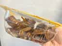 【下酒菜】周黑鸭 甜辣卤鸭锁骨(趣享)120g 实拍图