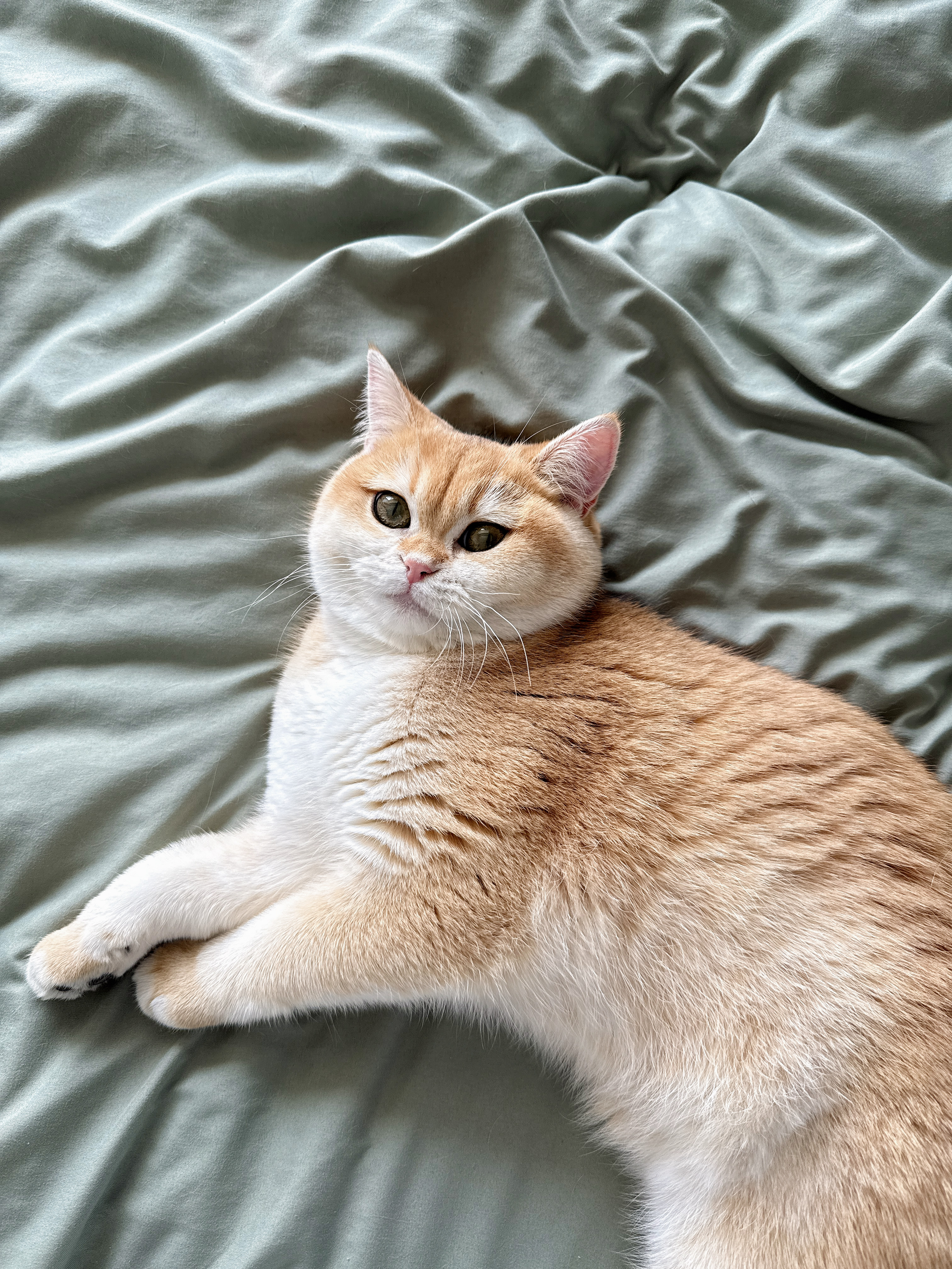 多特思羊奶系列猫零食罐头24罐成猫幼猫通用肠胃友好猫湿粮鸡丝撞奶 实拍图