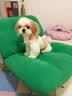 NOW FRESH无谷小型犬四叶草颗粒全犬幼犬狗粮 50g试吃装 效期27/05 实拍图