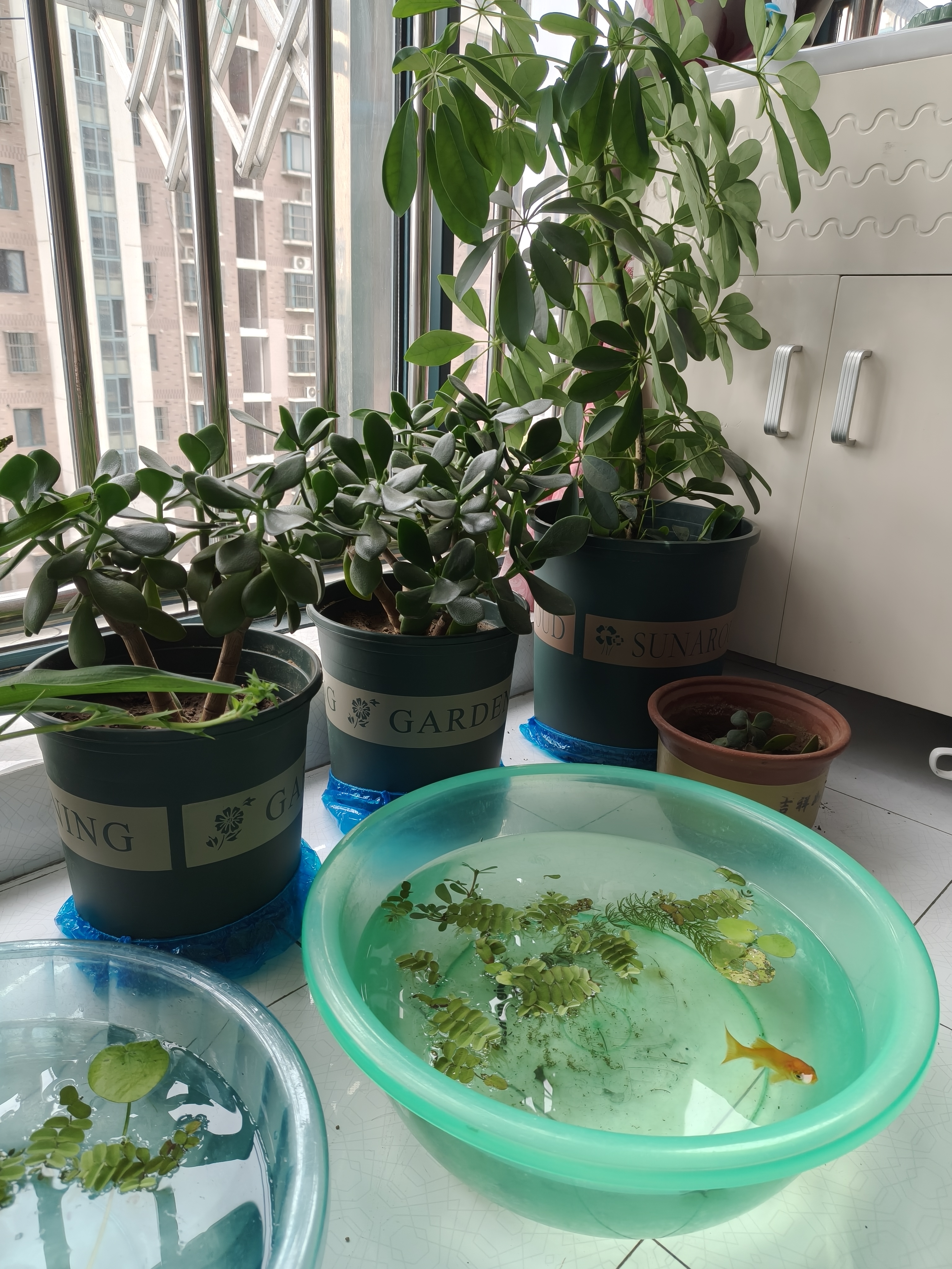 奥美优加仑盆花盆树脂透气防烂根塑料种植盆栽盆带托盘一体家用加厚 实拍图