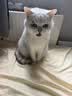 LEGENDSANDY蓝氏猎鸟乳鸽生骨肉冻干猫粮 全价成猫幼猫猫粮 盒装4.5kg 实拍图