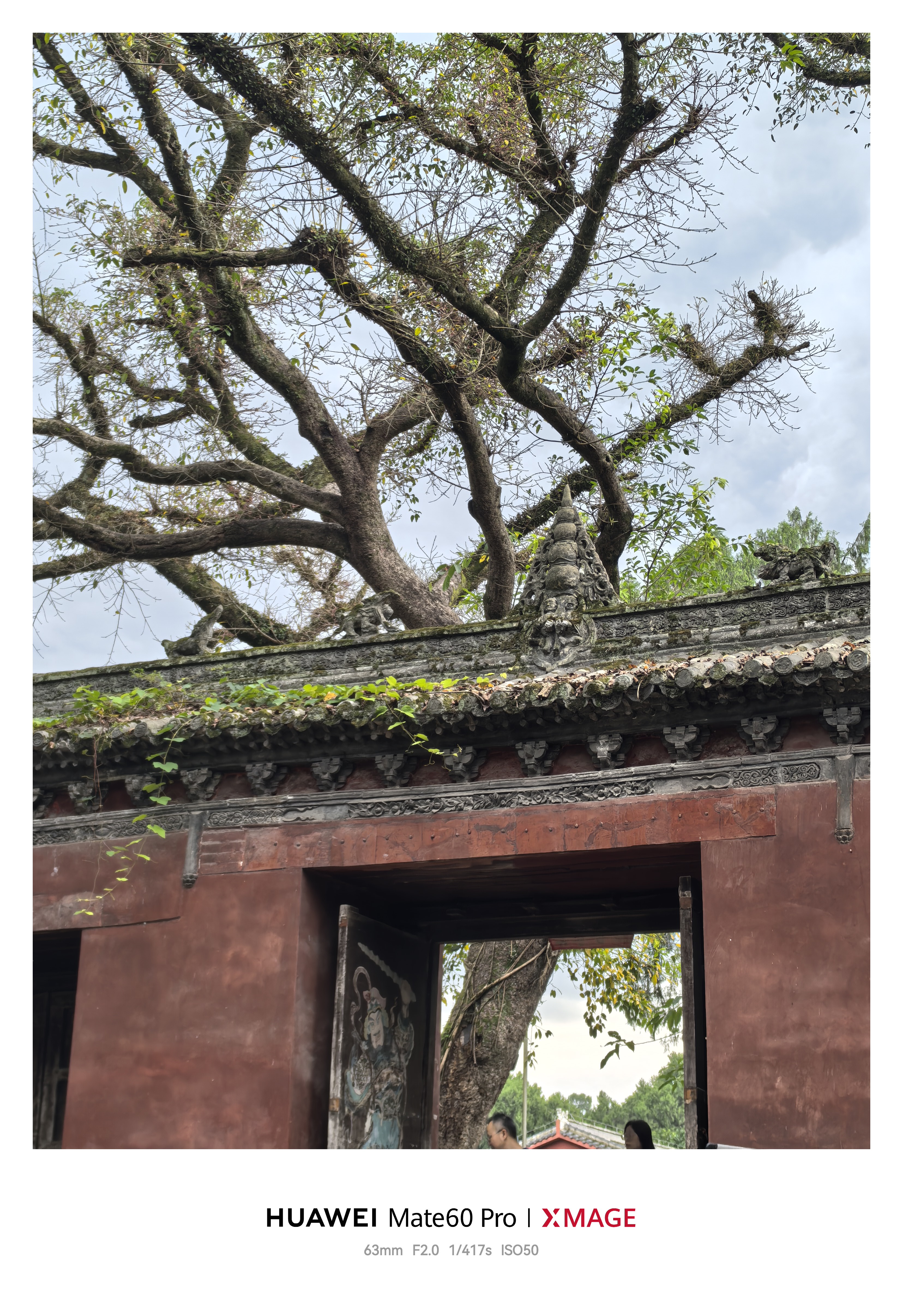 菊乐（JULE）酸乐奶牛奶含乳饮料四川老字号礼盒原味200ml*20盒送礼盒装 实拍图