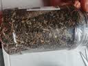 恋实多正宗浙江绍兴梅干菜农家自制特级干货干菜霉菜梅干菜扣肉500g免洗 实拍图