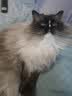 海洋之星烘焙猫粮冰川三文鱼猫粮 幼猫成猫美毛 布偶蓝猫全价鲜肉粮1.5kg 实拍图