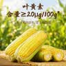 十月稻田 五常黄糯玉米 8根 3.52斤 真空包装 甜粘玉米棒 低脂早餐粗粮 实拍图