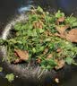 【烧烤季】齐齐哈尔风味烤牛肉片200g 中秋送礼家宴宴请 实拍图