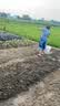 东方鸟浇菜神器浇水机充电式抽水泵农村用菜地灌溉家用自动户外浇地神器 实拍图