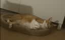 疯狂的主人猫抓板窝猫抓盆不掉屑猫窝宠物猫玩具猫爪板 实拍图