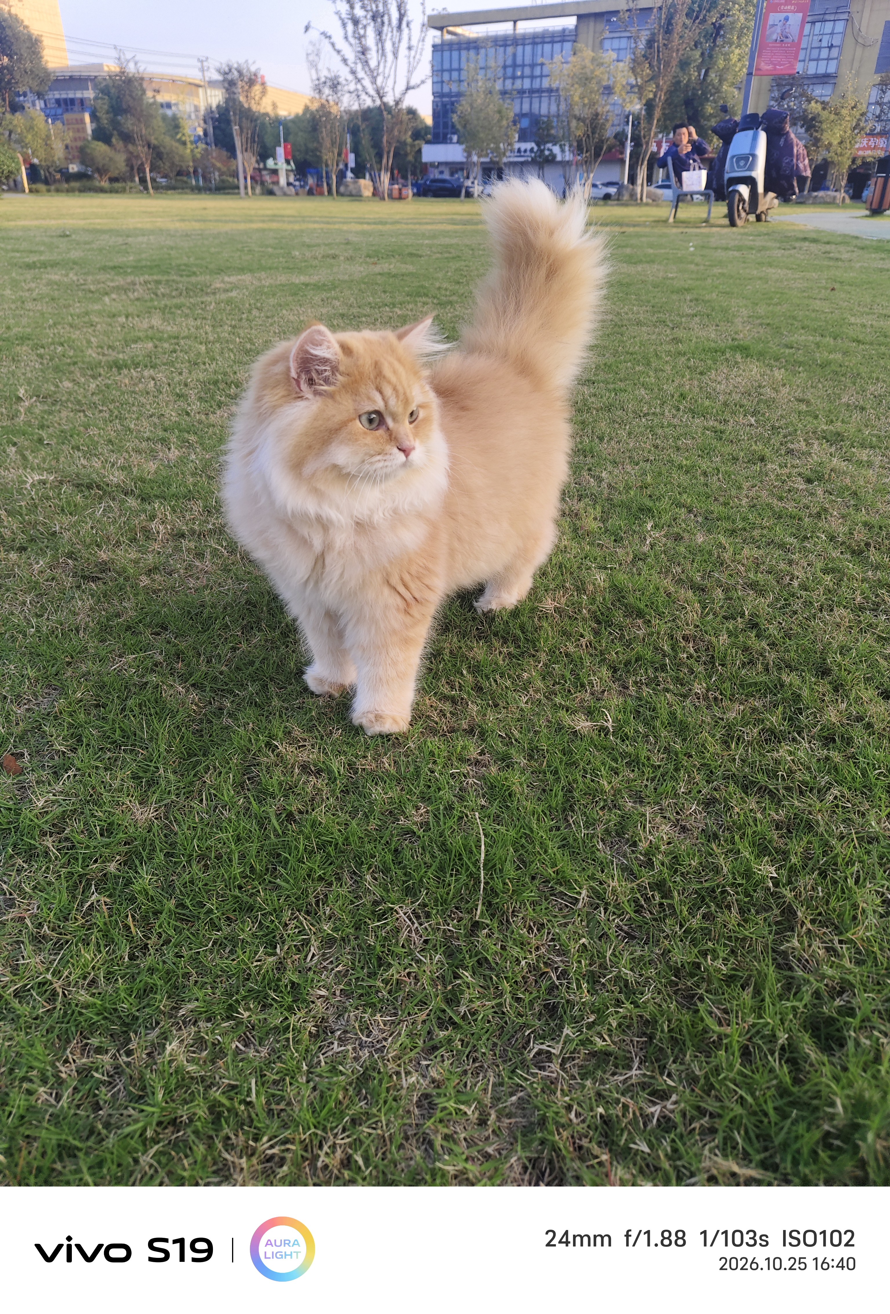 红狗营养膏58g猫咪狗狗宠物幼猫幼犬维生素增强免疫力乳铁蛋白牛初乳 实拍图
