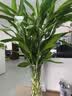 花翁富贵竹水培绿植招财转运室内客厅水养花卉盆栽植物文昌竹源头直发 实拍图