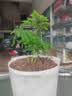 文竹盆栽绿植花卉盆景植物室内客厅水培文松云竹文竹大苗四季常青 小文竹【1颗】原盆原土球发货 高度15-25cm 实拍图