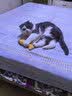 欢宠网猫玩具猫咪逗猫磨牙棒猫薄荷木天蓼自嗨解闷神器猫猫小猫幼猫宠物 实拍图