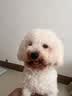皇家狗粮 成犬狗粮 犬粮 宠物小型犬 PR27全价犬粮≥10月8KG 宠物金选 实拍图