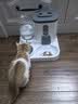 licheers自动喂食器猫咪猫碗食盆大容量饮水机宠物吃饭喝水一体狗狗粮食盆 实拍图