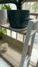 京东绿植绿萝盆栽除甲醛花卉绿植办公室新房净化空气180加仑4盆装源头直发 实拍图