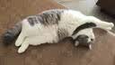 皇家猫粮 成猫猫粮 营养均衡 F32 通用粮 1-7岁 2KG 实拍图
