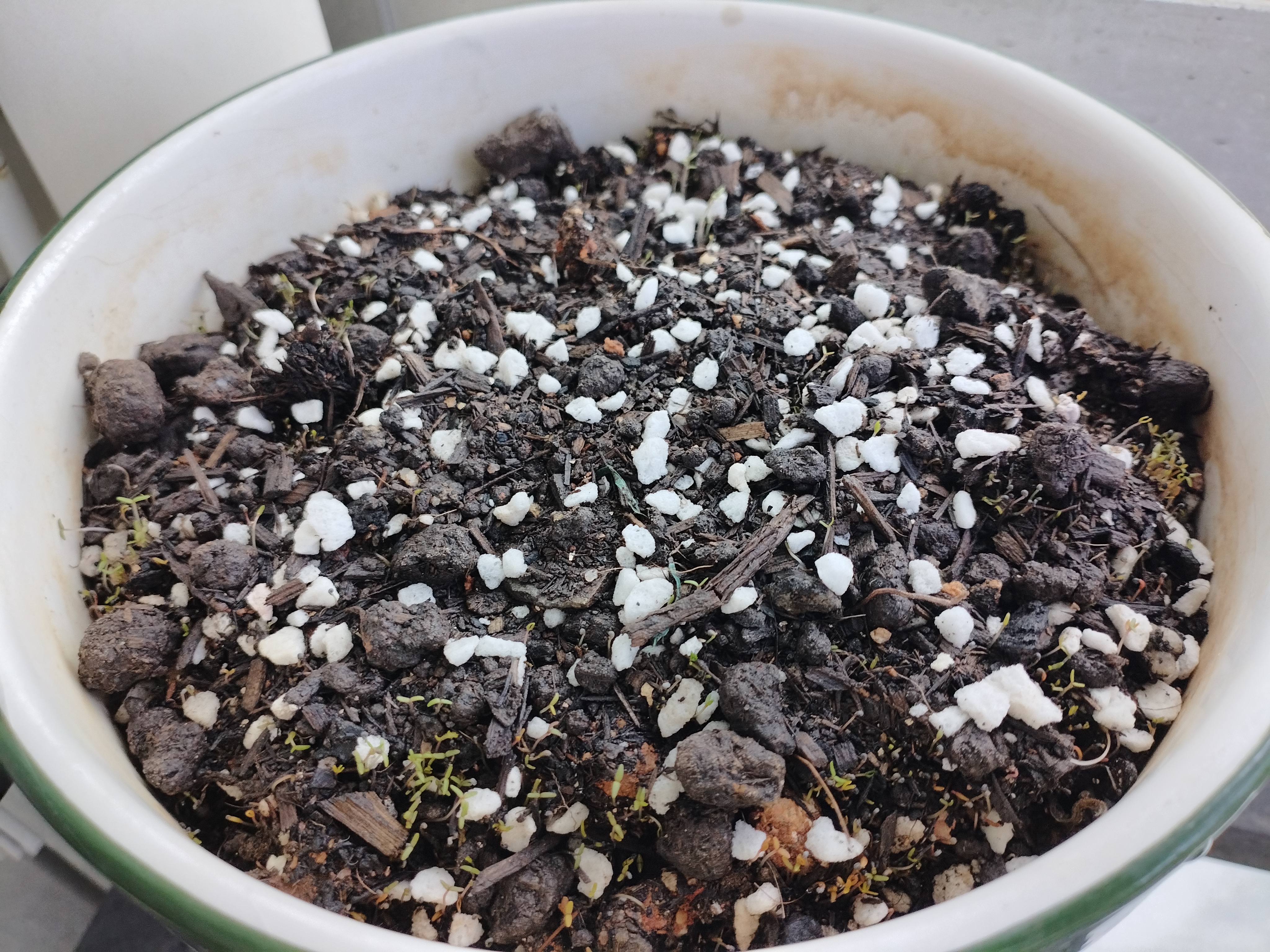 北蔬 花种子大全四季开花太阳花室内室外植物向日葵花卉籽 10种花种子 实拍图