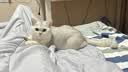 皇家猫粮 幼猫猫粮 幼猫奶糕 K36 通用粮 4-12月 10KG 实拍图