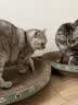 疯狂的主人 猫抓板窝超大号猫玩具猫爪板猫抓盆不掉屑猫窝碗形圆形瓦楞纸 实拍图