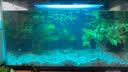 米家小米智能鱼缸 一体整机免装语音遥控半年免换水APP定时喂食水族箱 米家智能鱼缸+物理滤芯 实拍图