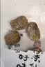豪雄无核蜜枣400g大颗粒软糯香甜端午包粽子煲汤煮粥八宝饭金丝蜜枣 实拍图