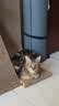 【京东快递】猫抓板磨爪猫窝椭圆形猫抓盆猫抓板巨大耐磨特大号 椭圆65cm巨无霸更大更宽【随机花边】 下单送猫薄荷 实拍图