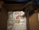 皇家猫粮 成猫猫粮 营养均衡 F32 通用粮 1-7岁 2KG 实拍图