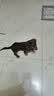 派乐特 猫碗不锈钢狗狗猫咪食盆猫咪宠物用品水粮碗防滑打不翻狗盆狗碗 实拍图