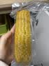 京鲜生 东北黄玉米260g*10棒 真空包装黏玉米棒粘玉米 源头直发 实拍图