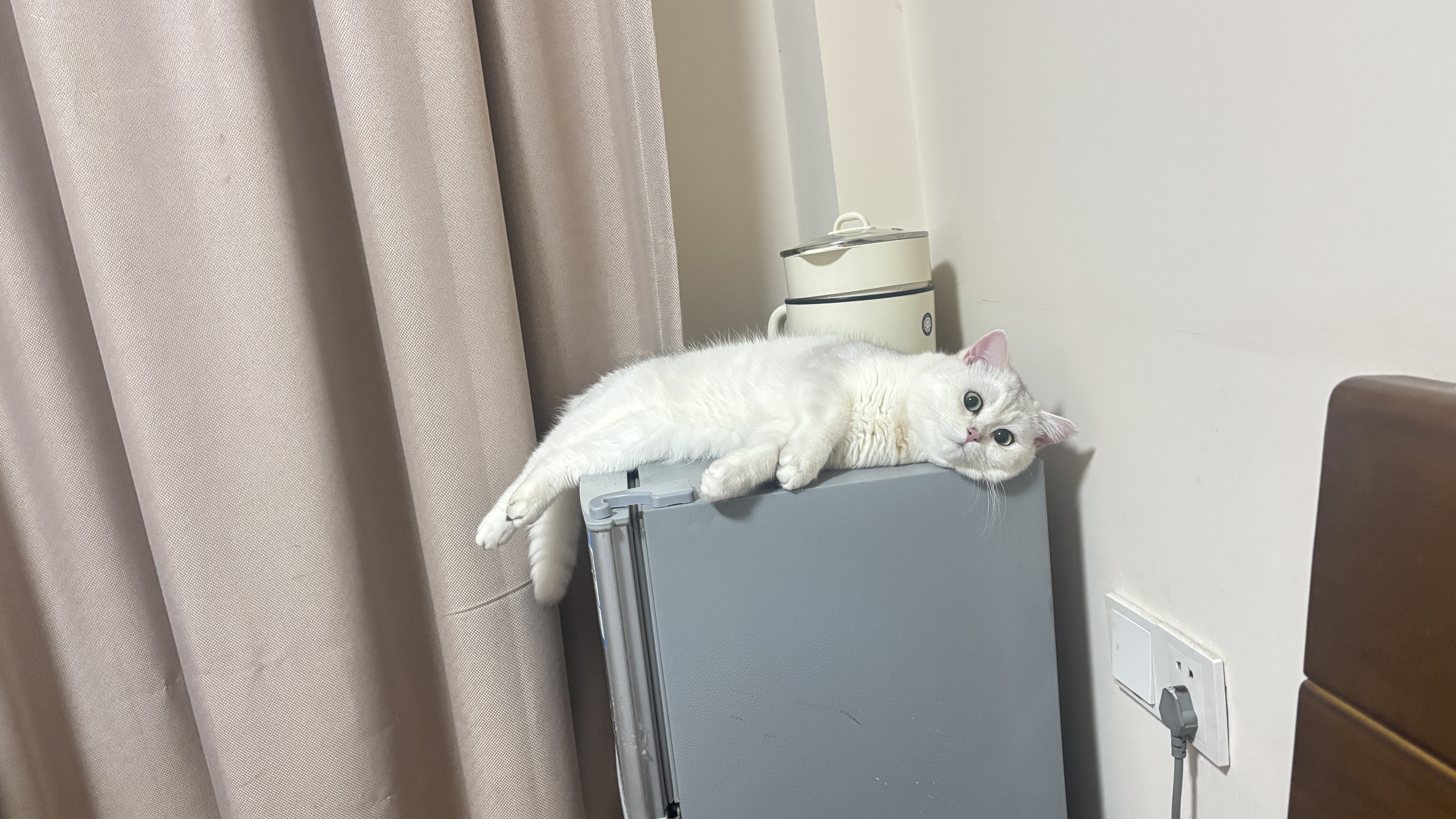 皇家猫粮 幼猫猫粮 幼猫奶糕 K36 通用粮 4-12月 10KG 实拍图