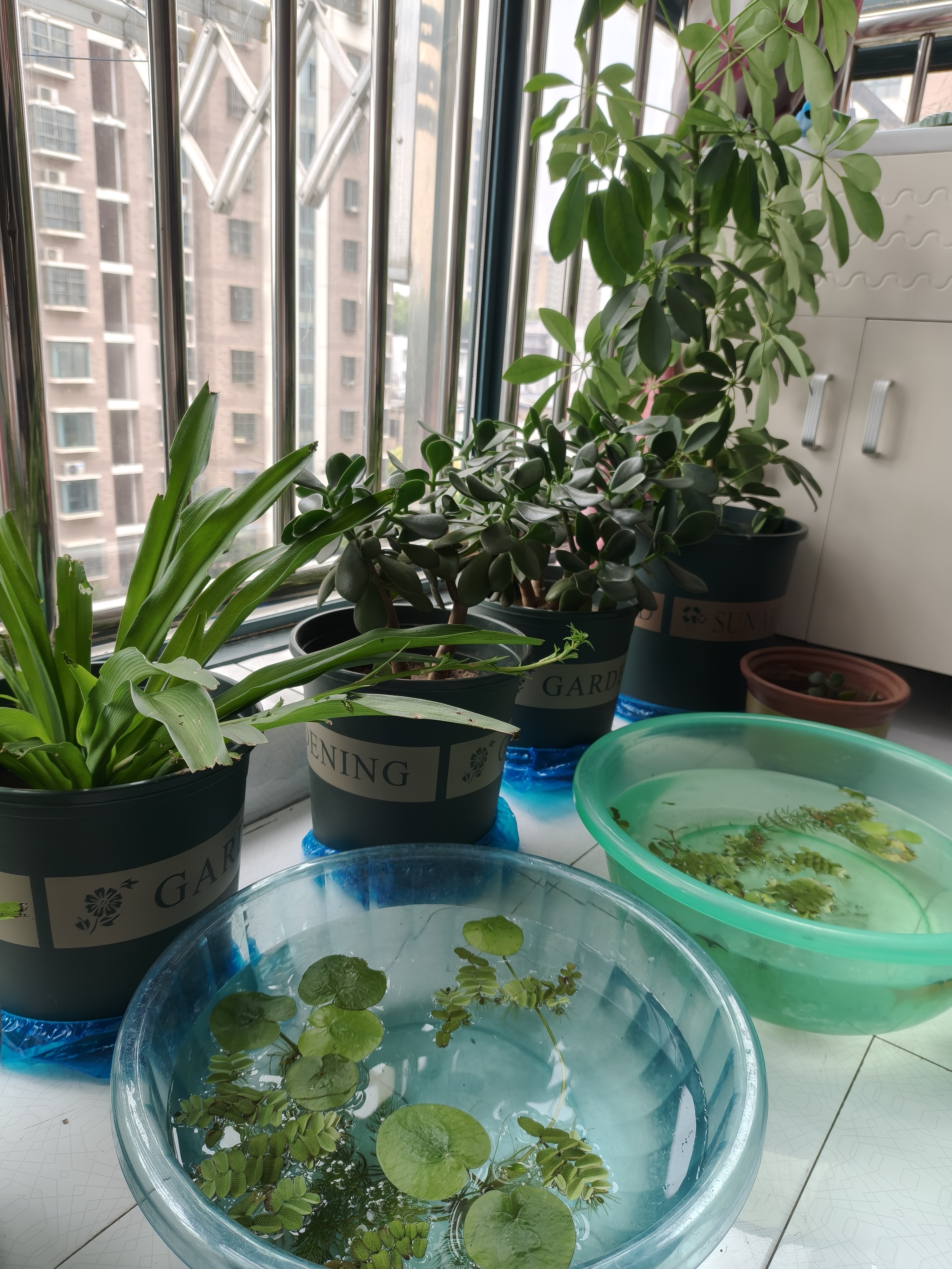 奥美优加仑盆花盆树脂透气防烂根塑料种植盆栽盆带托盘一体家用加厚 实拍图