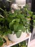 ldeal理想农业 四季小香葱种子阳台盆栽种植蔬菜种籽小葱种子 约1500粒 实拍图
