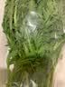 蒿子杆300g(茼蒿） 实拍图