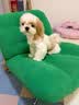 NOW FRESH无谷小型犬四叶草颗粒全犬幼犬狗粮 50g试吃装 效期27/05 实拍图