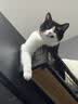 皇家猫粮 室内成猫粮 I27 通用粮 12月以上 4.5KG 实拍图