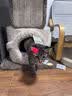 兽牌树屋猫爬架猫树猫窝一体小户型不占地豪华猫屋实木柱大猫冬季保暖 小树屋经典色 实拍图