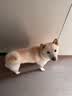 皇家狗粮 成犬狗粮 犬粮 宠物 中型犬 M25 全价犬粮12月15KG 宠物金选 实拍图