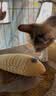 欢宠网猫玩具猫咪逗猫棒猫薄荷磨牙棒自嗨解闷神器磨牙猫猫小猫幼猫宠物 实拍图