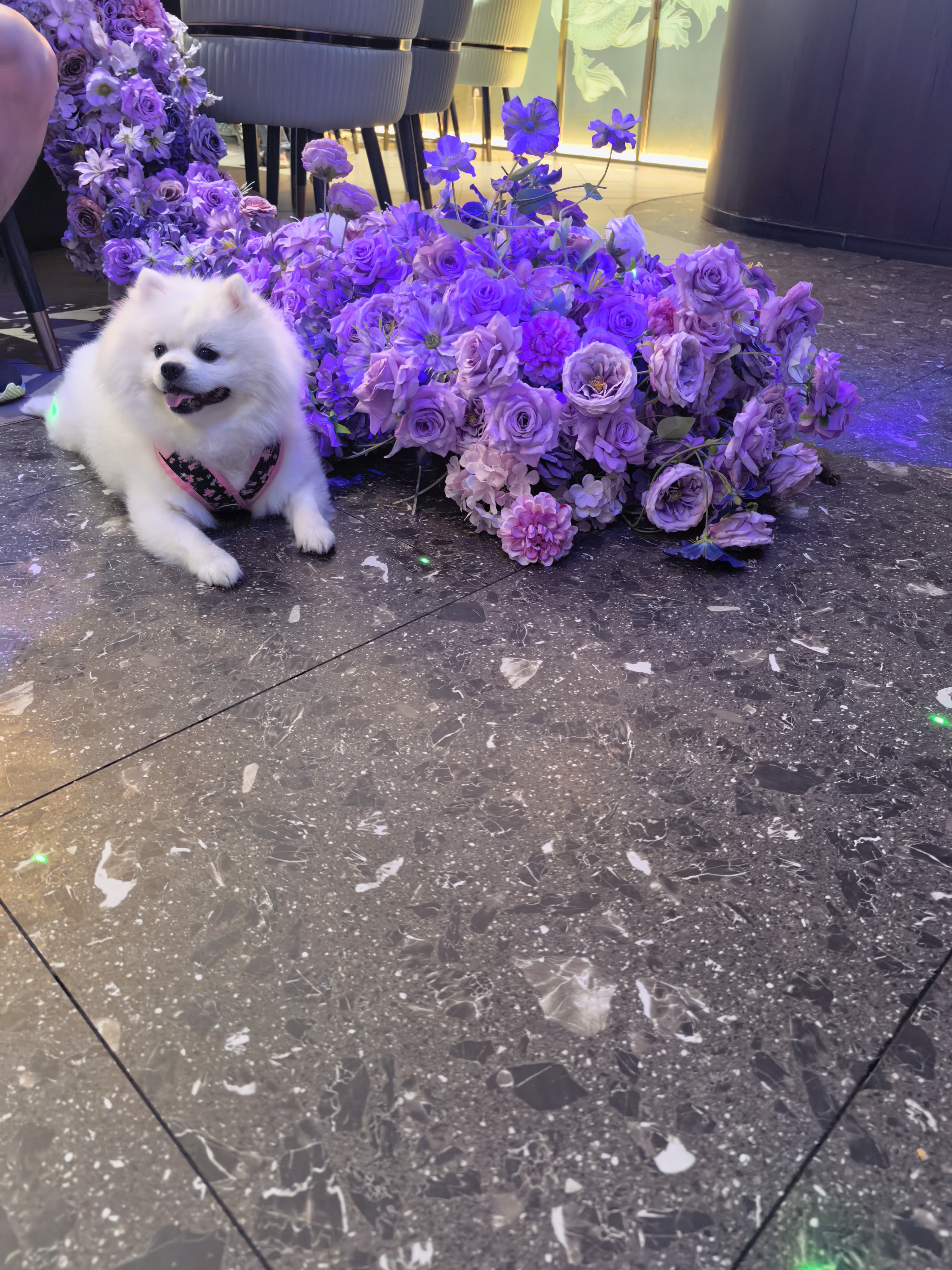 麦富迪狗狗零食 鸭肉卷夹心牛皮180g成幼犬磨牙棒训练奖励宠物零食 实拍图