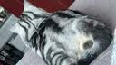 冠能猫粮成猫猫粮鸡肉味2.5kg 雀巢全价猫粮 稳固免疫 实拍图