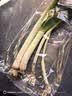 【火锅季】带根香菜100g 实拍图