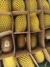 佳沛（zespri）新西兰金奇异果16粒经典果88-103g猕猴桃水果礼盒 实拍图