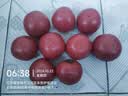 京鲜生 山东普罗旺斯番茄净重4.5斤中大果125g+ 沙瓤水果西红柿源头直发 实拍图