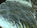 水星家纺100%纯棉印花床单全棉精梳棉A类裸睡家用床垫保护套200cm×230cm 实拍图