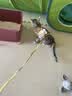 snowpaws猫咪牵引绳猫绳胸背带遛猫绳溜猫绳子背心宠物防挣脱逃脱背带链子 实拍图